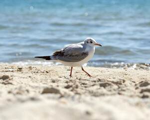 seagulls on the sandy shore of the Black Sea on a summer day
