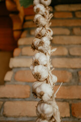 hanging dry garlic braid in the barn. High quality photo