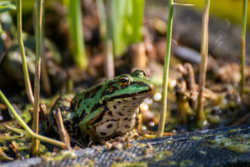 A frog sitting in the garden pond in summer