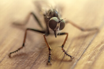 Macro Aufnahme einer Fliege am Boden