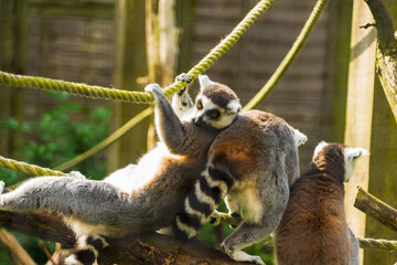 Ring Tailed Lemurs Chilling Out