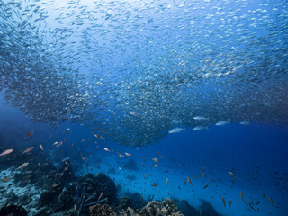 Bait ball / school of fish in turquoise water of coral reef in Caribbean Sea / Curacao with Blue Runner