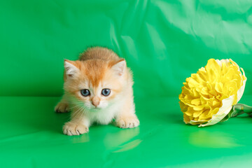 Fototapeta na wymiar cute, small, kittens, British Golden breed, chinchilla, sits, green background