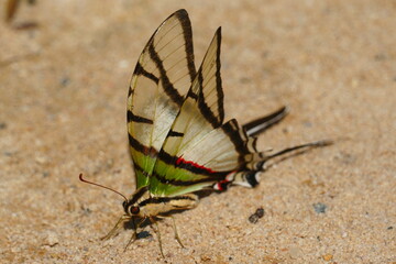 Fototapeta na wymiar Protesilaus protesilaus is a species of butterfly of the family Papilionidae, here a specimen collecting water on the sandy beach of the Tapajós River. Village of Solimões, State of Pará, Brazil.