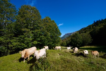 Cows in the Pyrenees