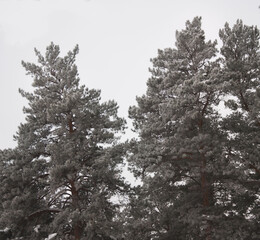 snow covered trees