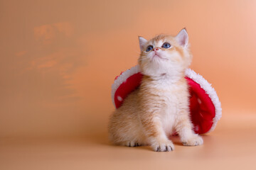 little kitten British Golden chinchilla sitting with a hat