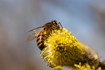 Bee collect nectar from flowering willow