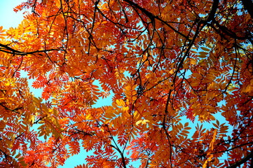 autumn leaves on the tree