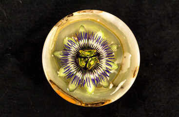 Passions Blume in einer Schalle mit Wasser