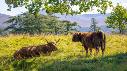 Scottish Highland Cattles (Kyloe) with big horns in Scotland