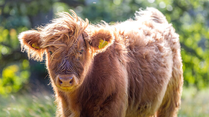 Little Scottish Highland Cattle (Kyloe) Calf in Scotland