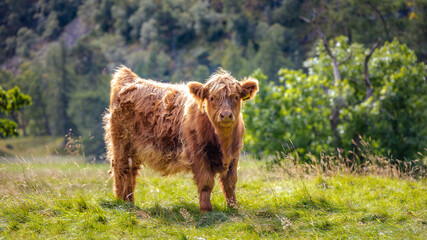 Little Scottish Highland Cattle (Kyloe) in Scotland