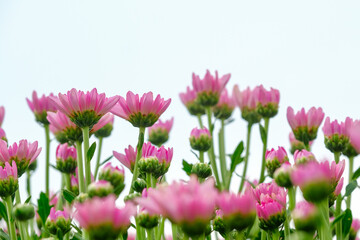 Obraz premium Beautiful flowers of chrysanthemums in the garden