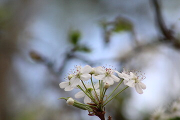 Beautiful White Flowers with amazing blur background