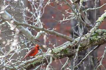A small bird perched on a tree branch