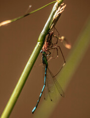Spinne beim jagen einer Libelle