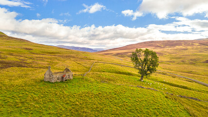 Old ruin and a lone tree with sheeps in Scotland