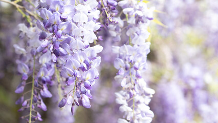 Beautiful Japanese purple wisteria blossom tunnel in garden during spring time