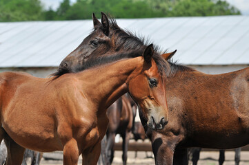 Fototapeta premium Foals in the herd