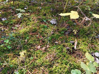 mushrooms in the forest