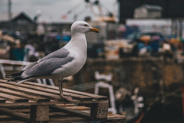 seagull on the pier