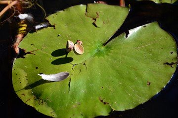 Wasserrosenblatt