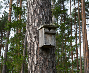 Handmade bird house on the forest.