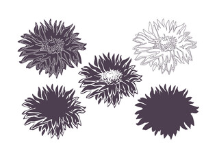 Set of five bloom of flowers Chrysanthemum isolated on white. Halftone watercolor freehand sketch. Monochrome hand drawn element for floral design, created hand made greeting card, poster, package.