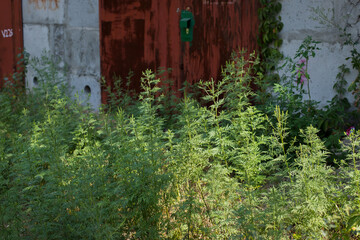 Fototapete bei efototapeten.de bestellen   