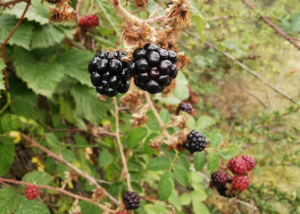 Berries. Some blackberries in the forest