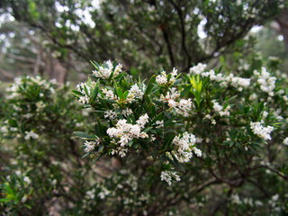 オーストラリアの白い花