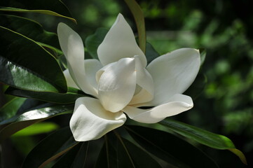 Close up of white blooming magnolia flower surrounded by bright  green foliage on the tree with a background of green leaves.