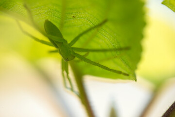 The micromata (Micrommata virescens) on a leaf of Gortensia. Spider belongs to the family of spiders-sparassid (Sparassidae)