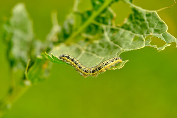 The green shaggy caterpillar destroys fresh foliage. Pests threaten the garden site.