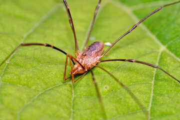  Spider haymaker (Phalangium opilio) waits for prey on the leaves of Gortensia