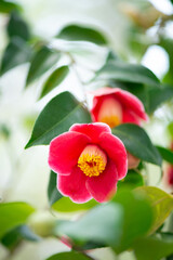 Obraz premium 静かな庭