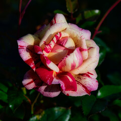 Wundersch&ouml;ne Blume