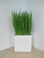 grass in a pot