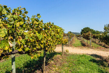 Fototapeta na wymiar Rows of green and red vineyards growing in the agricultural lands of Palmeira de Faro, Minho Region. Minho is the biggest wine producing region in Portugal. Vineyards prepared for the collection.