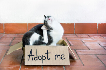 Adoptation of pets concept. A gray-white adult flea cat sitting in a cardboard box with an text "Adopt me" and scratches his ear.