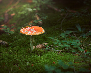 kleiner Fliegenpilz im Moos