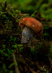 Brown mushrooms growing in a green rain forest