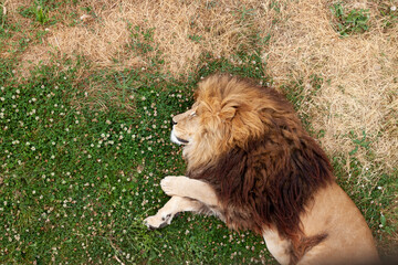 La sieste céleste du roi lion