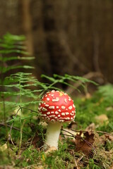 Fliegenpilz (Amanita muscaria)