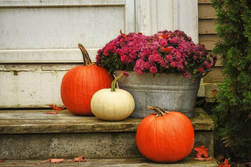 Red and white pumpkins and chrysanthemum flowers on the steps of the house in the autumn garden. Halloween, Thanksgiving. Vintage photo