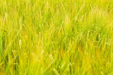 green wheat field on the farm field