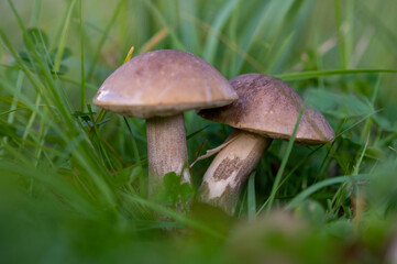 Young boletus mushrooms in green grass, close-up, selective focus. Autumn harvest, gifts of nature.