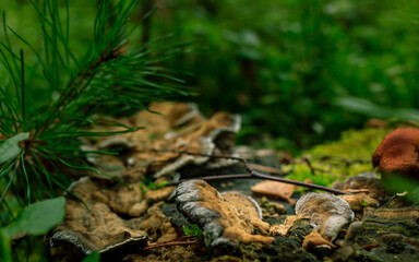 Brown mushrooms growing in a green rain forest