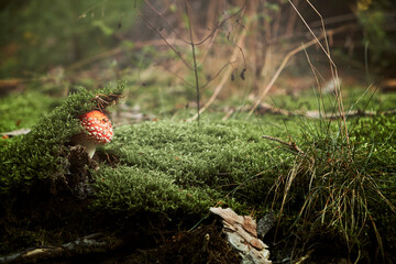 Fliegenpilz im Moos